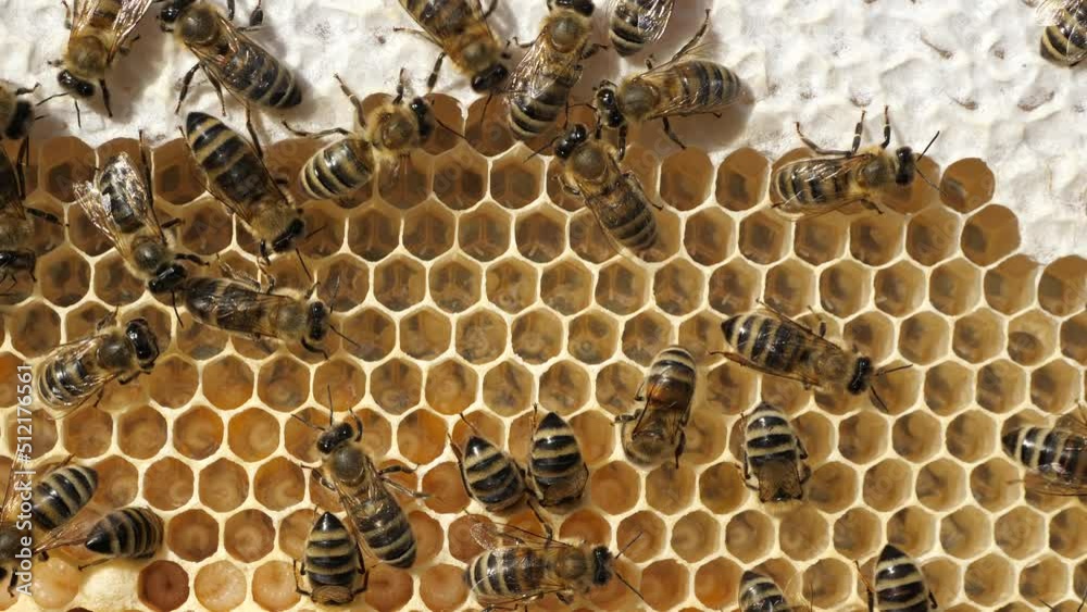 Life and reproduction of bees
Bees take care of larvae, their new generation.
Life and reproduction of bees
Bees take care of larvae, their new generation.