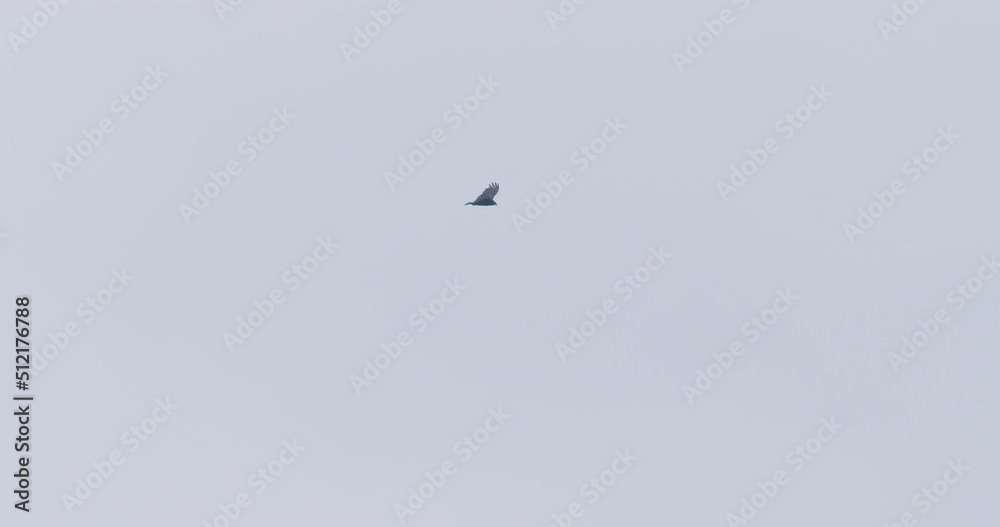 Turkey Vultures Glide Past Each Other Under Overcast Sky Turkey Vultures Glide Past Each Other Under Overcast Sky