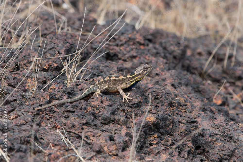 Sarada superba, the superb large fan-throated lizard, is a species of agamid lizard gives a superb display of dewlap in order to attract the female during the mating season Sarada superba, the superb large fan-throated lizard, is a species of agamid lizard gives a superb display of dewlap in order to attract the female during the mating season