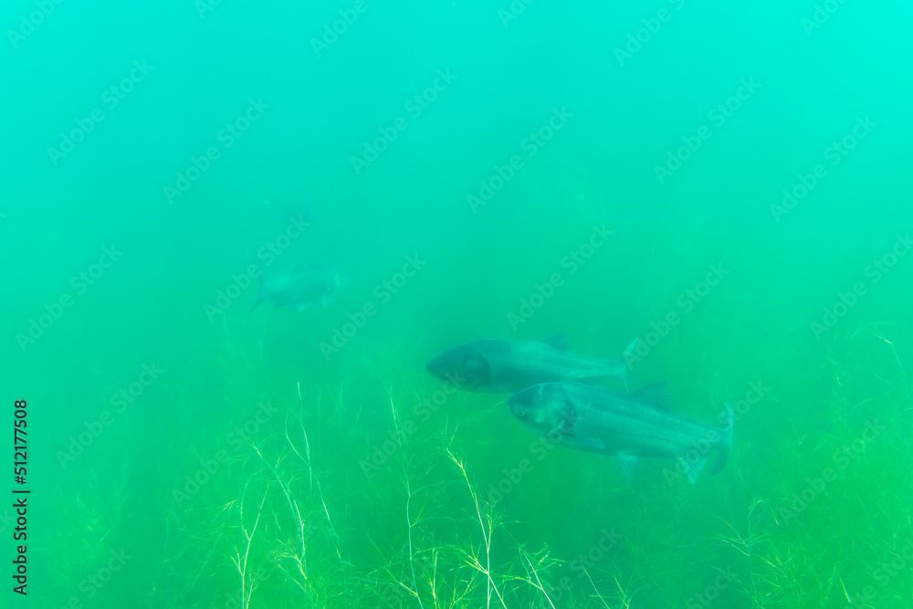 Fototapeta premium Bighead carp (hypophthalmichthys nobilis) deep down in a lake