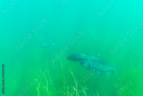 Bighead carp (hypophthalmichthys nobilis) deep down in a lake