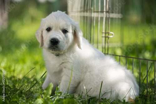 beautiful white golden retriever puppy outside on the grass