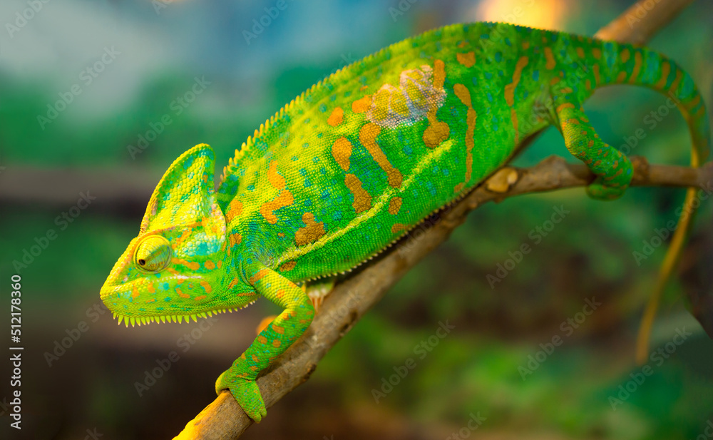 Fototapeta premium Beautiful Chameleon closeup isolated on white background. Multicolor beautiful reptile chameleon with colorful bright skin. The concept of disguise and bright skins. Exotic tropical animal.