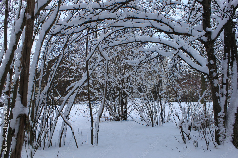 trees in the snow trees in the snow