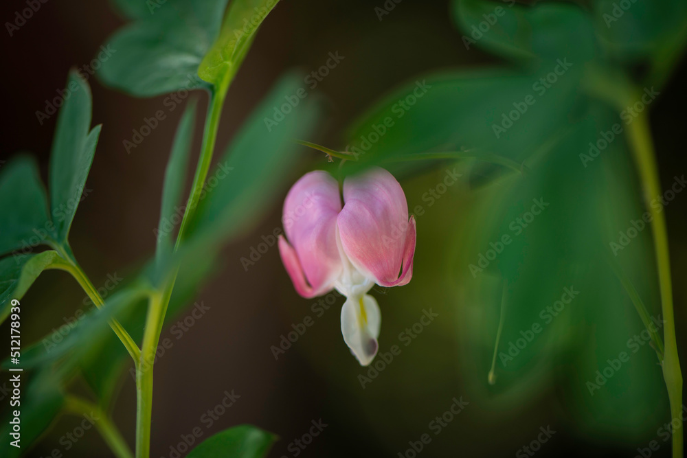 Obraz premium bleeding heart flower
