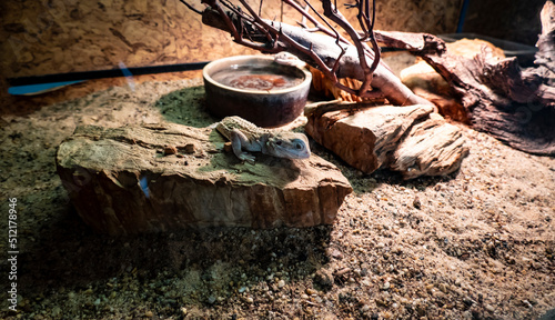 A small lizard in a terrarium sits on its favorite stone