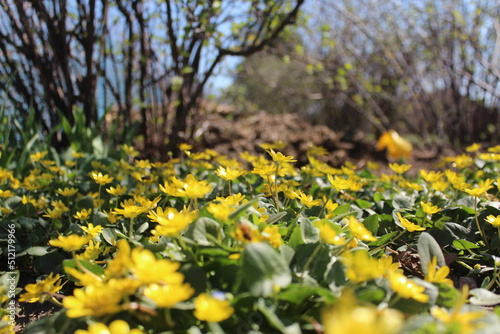 field of dandelions