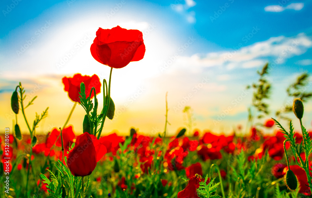 Obraz premium Spring, Field of poppy flowers against the blue sky with clouds. The concept of freshness of morning nature. Spring landscape of wildflowers. Beautiful landscape long banner.