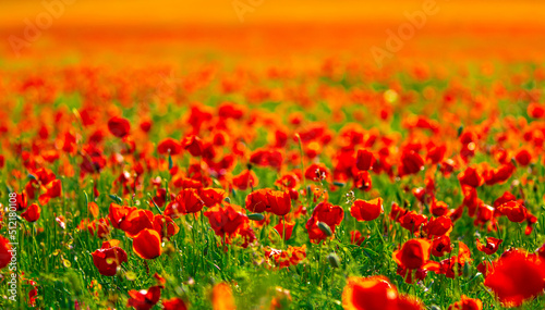 Fototapeta Naklejka Na Ścianę i Meble -  Spring, Field of poppy flowers against the blue sky with clouds. The concept of freshness of morning nature. Spring landscape of wildflowers. Beautiful landscape long banner.