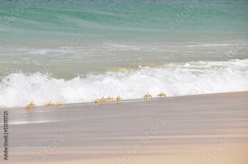 Krabben am St Monica Beach auf Boa Vista..Crabs at St Monica Beach on Boa Vista......