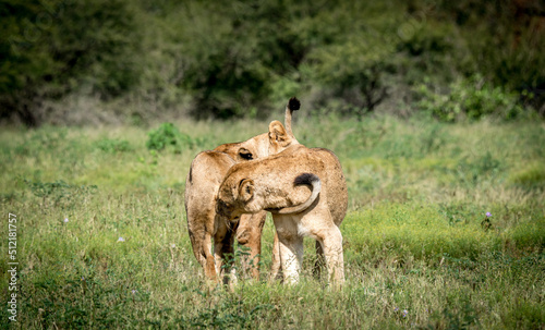 Lion smelling each other in the Maasai Mara National Reserve