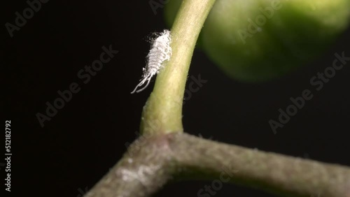 Close up of Mealybug sitting on the orchid branch. 4K footage.