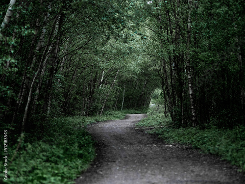 forest path © John