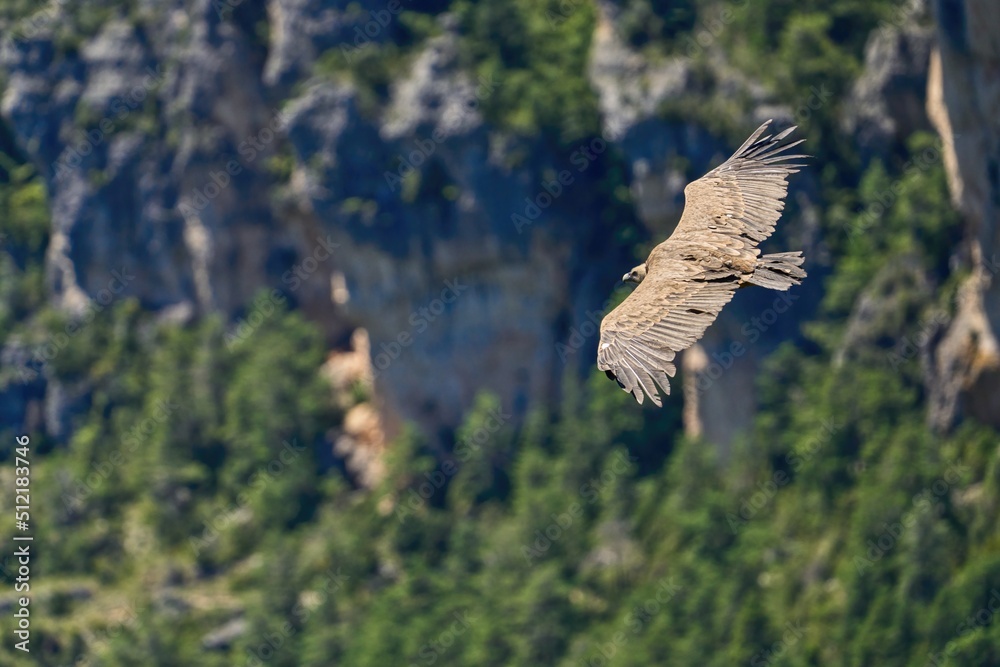 a griffon vulture flies over the valley of the Gorges du Tarn
a griffon vulture flies over the valley of the Gorges du Tarn