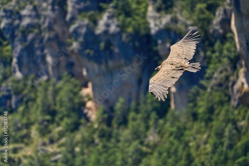 a griffon vulture flies over the valley of the Gorges du Tarn
