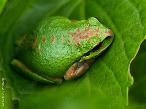 Tiny tree frog sitting on the green leaves of a hydrangea