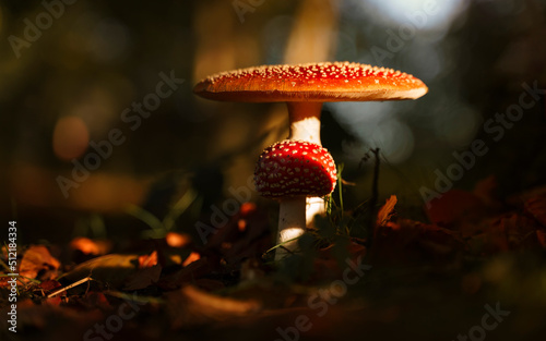 fly agaric mushroom photo