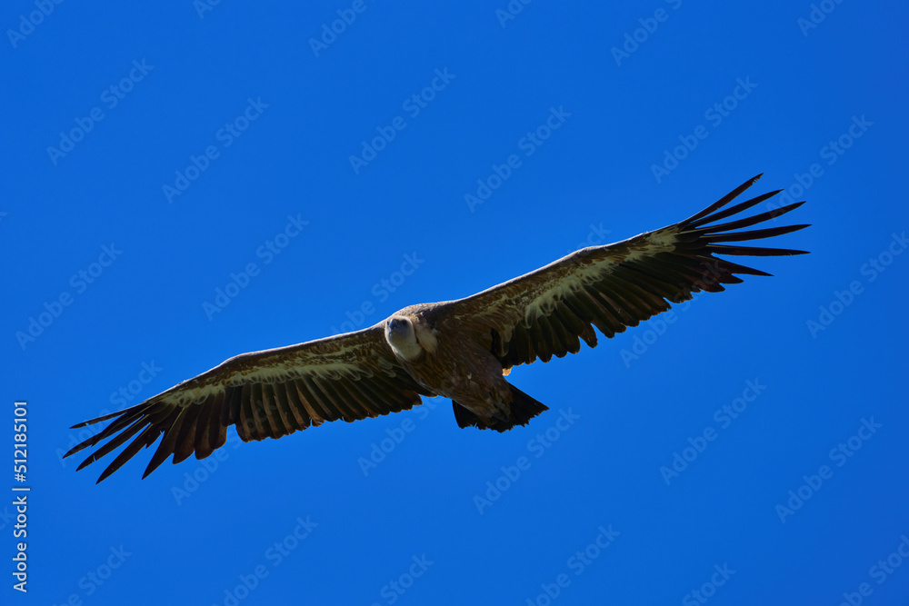 Close-up of a Griffon Vulture in flight
Close-up of a Griffon Vulture in flight