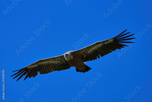 Close-up of a Griffon Vulture in flight 