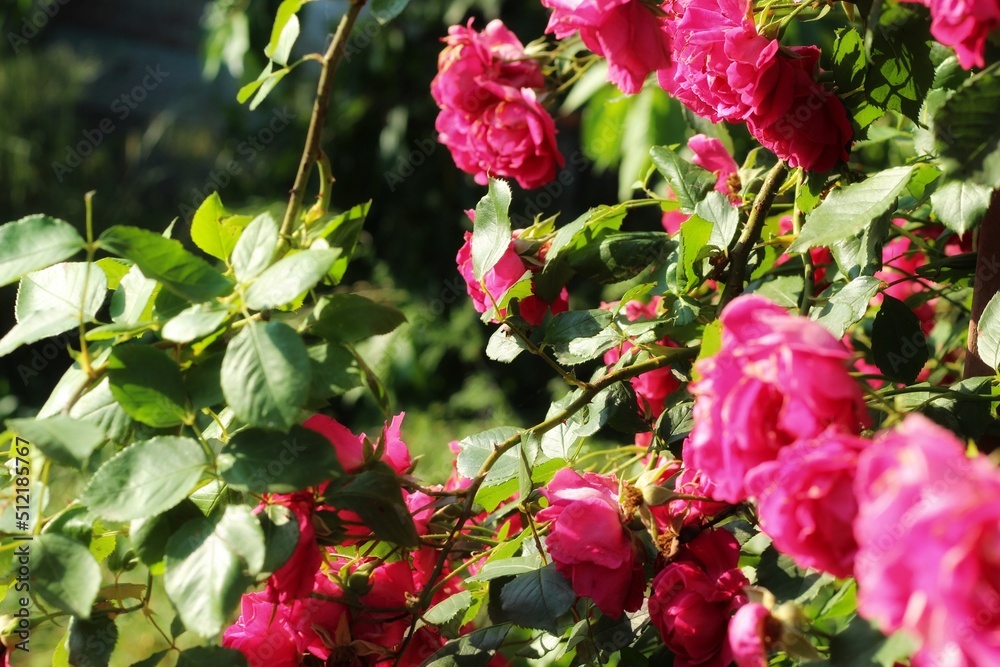 pink rose bush pink rose bush