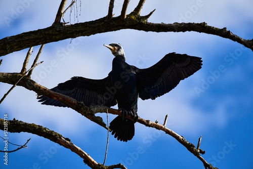Comorant sits on a branch with spreaded wings