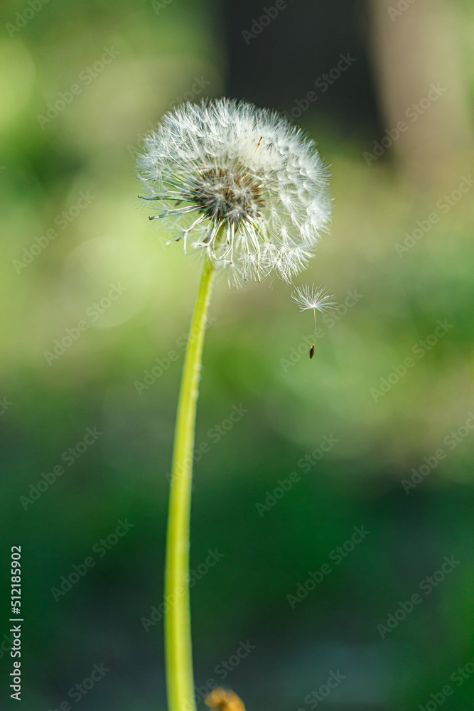 Fototapeta premium dandelion on a background of green gras