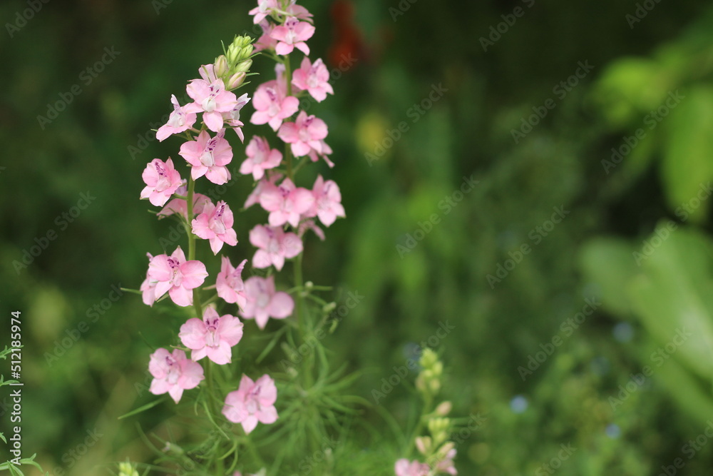 pink flowers in the garden