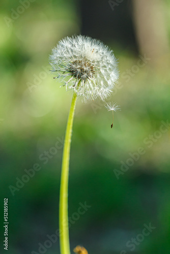 dandelion on a background of green gras