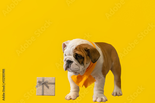 Cute English bulldog puppy on a yellow background. A thoroughbred dog. Holidays and events