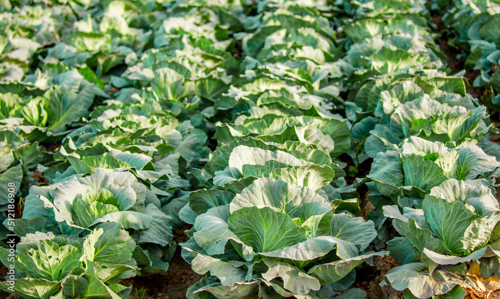 Cabbage field. Cabbage crop, agriculture and raw food. Growing vegetables. Cabbage field. Cabbage crop, agriculture and raw food. Growing vegetables.