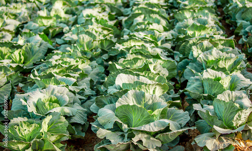 Cabbage field. Cabbage crop, agriculture and raw food. Growing vegetables.