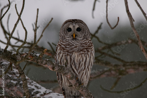 Canada, Ontario, Barred Owl (Strix varia) on branch photo