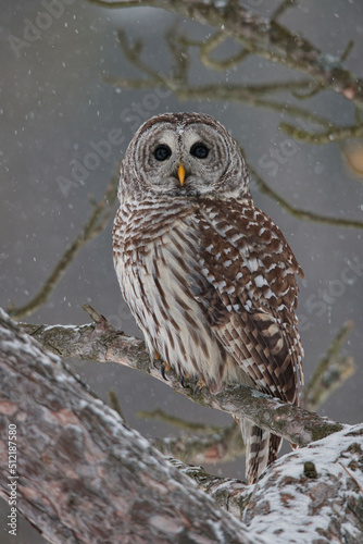 Canada, Ontario, Barred Owl (Strix varia) on branch