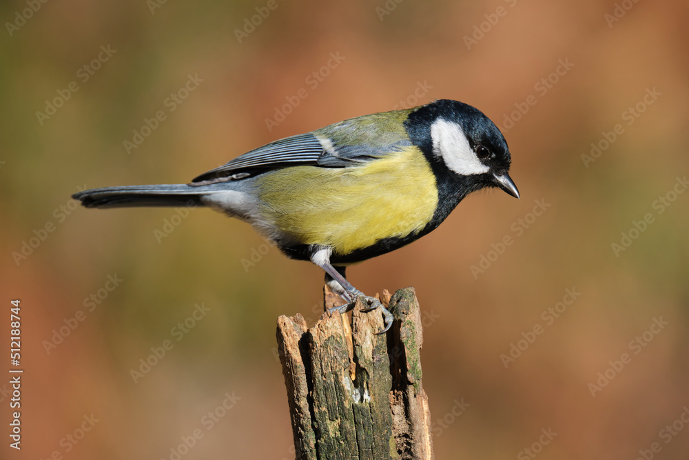 Naklejka premium Great tit sitting on wood