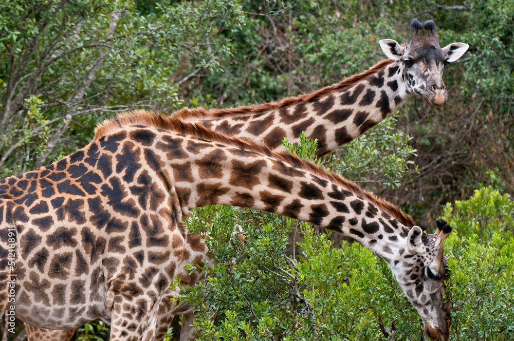 Africa,Kenya, Masai Mara, close up of Masai Giraffes (Giraffa camelopardalis) Africa,Kenya, Masai Mara, close up of Masai Giraffes (Giraffa camelopardalis)