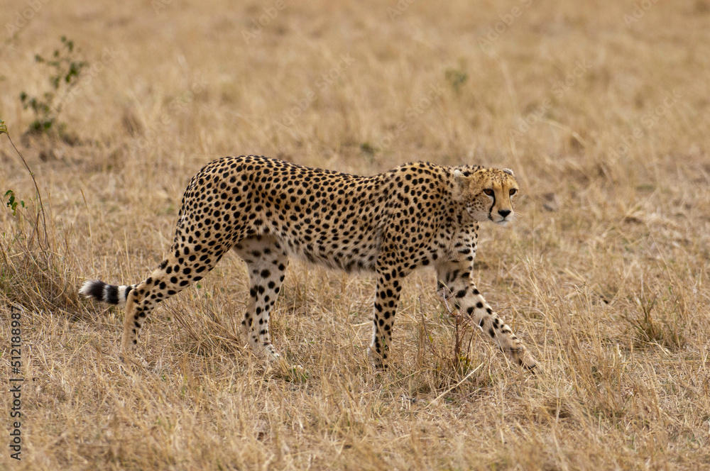 Africa, Kenya, Masai Mara, Cheetah (Acinonyx jubatus) Africa, Kenya, Masai Mara, Cheetah (Acinonyx jubatus)