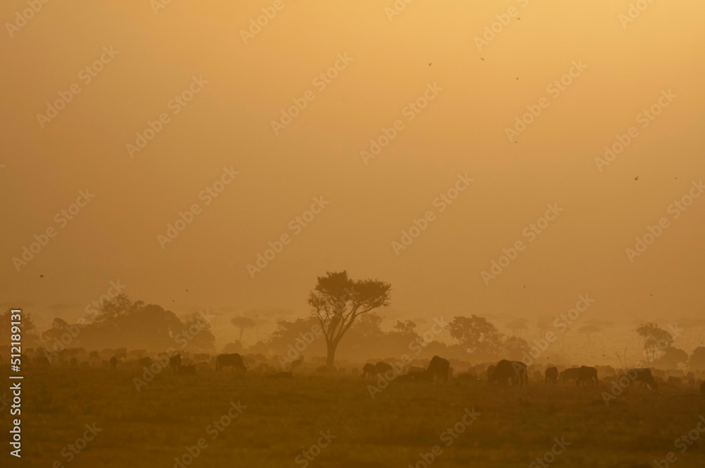 Africa, Kenya, Masai Mara, Wildebeests in savannah at sunrise Africa, Kenya, Masai Mara, Wildebeests in savannah at sunrise