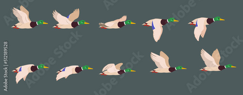 A complete animation of the flight of a duck. Wild drake, 2d character for motion design.