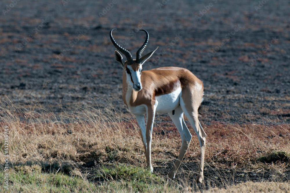 Springbok (Antidorcas marsupialis) standing in a field, Deception Valley, Central Kalahari Game Reserve, Botswana Springbok (Antidorcas marsupialis) standing in a field, Deception Valley, Central Kalahari Game Reserve, Botswana
