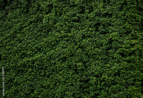 Beautiful green leave wall.