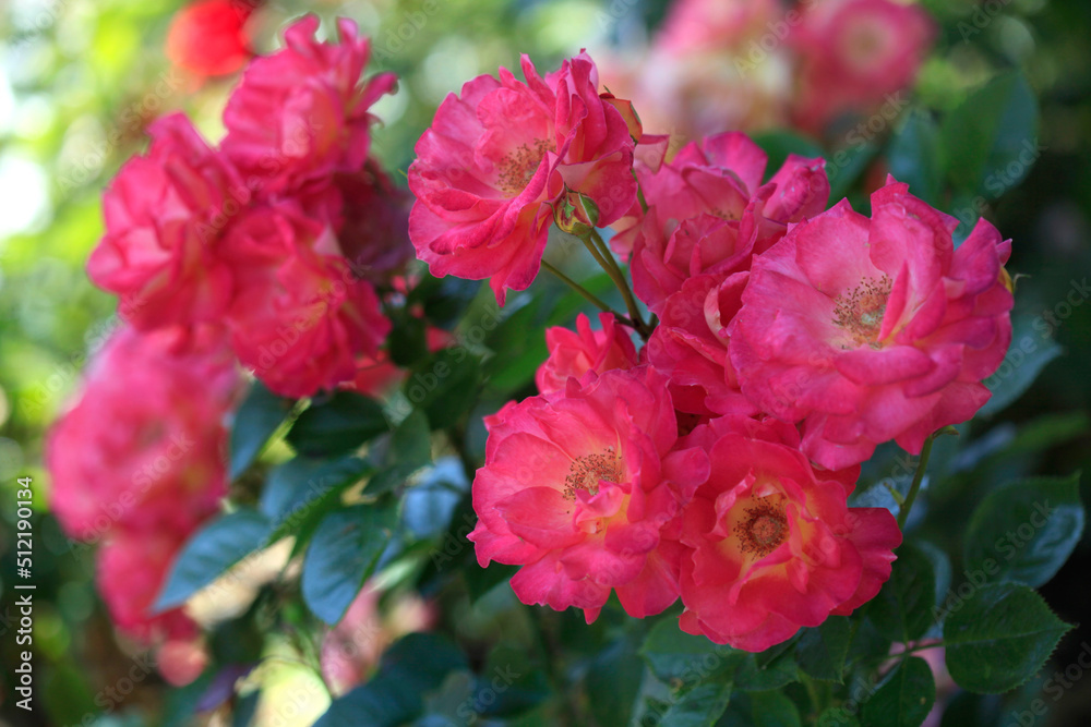 Colorful roses on nature background Colorful roses on nature background