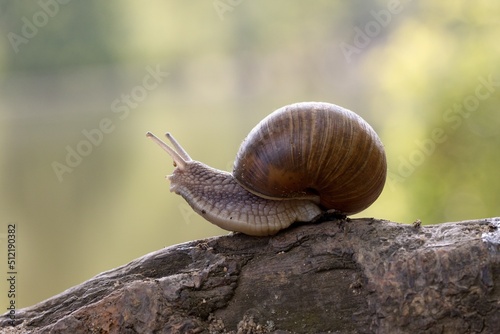 snail © Hana