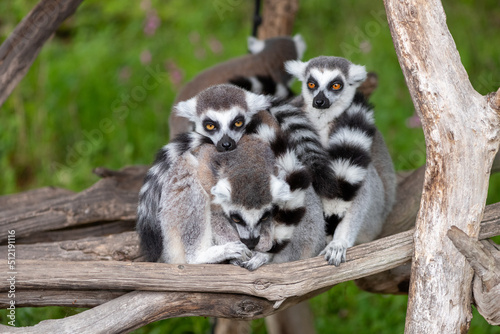 Ring tailed lemurs (lemur catta) huddling together