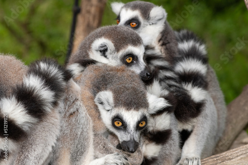 Ring tailed lemurs (lemur catta) huddling together © tom