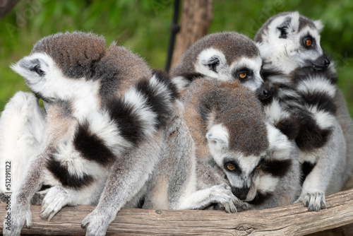 Ring tailed lemurs (lemur catta) huddling together