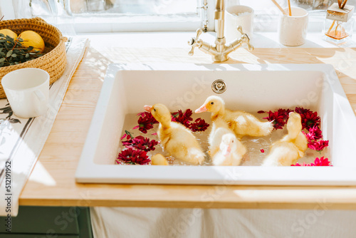 Photography kitchen of country house with duckling bathing in sink, summer vibes concept, sp