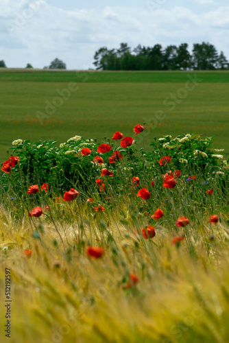 Beautiful red common poppy flowers (Papaver rhoeas) among the grain in the Polish valley. Selective focus on rural landscape.