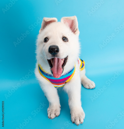 cute lablador white dog puppy with traval costume studio portrait on isolated background photo