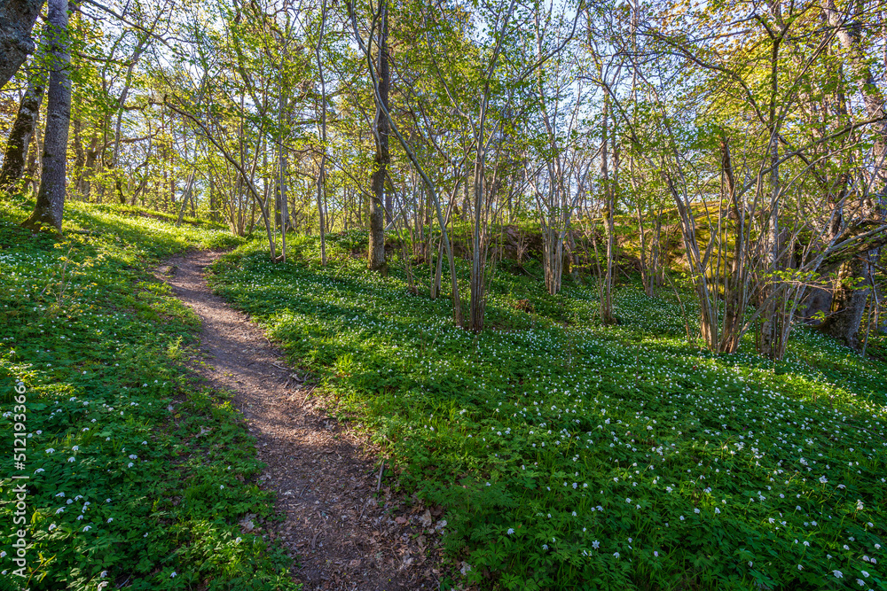 Beautiful view of white anemone flowers blossom in a lush forest at the Höckböleholmen nature reserve in Åland Islands, Finland, on a sunny day in spring.