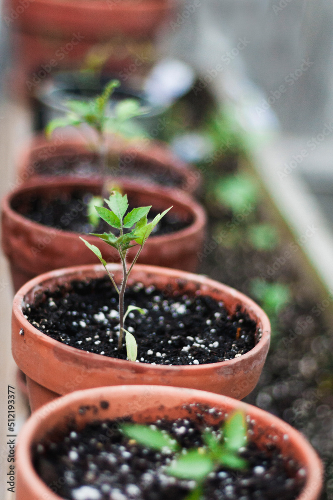 Tomato Seedling in Terra Cotta Pot